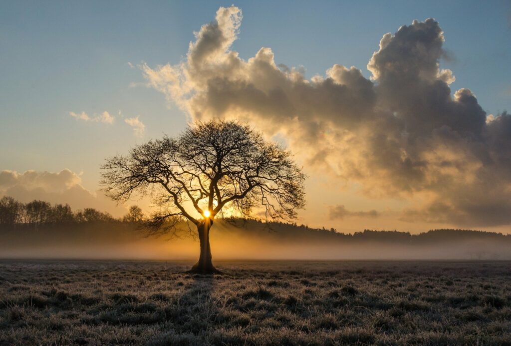 L’attribut alt de cette image est vide, son nom de fichier est lone-tree-g3c9f6312b_1920-1024x693.jpg.